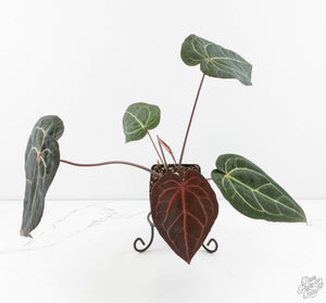 Anthurium Red Velvet Cake '24' x Zara '29' by DocBlock® (wk13-O)