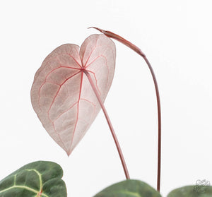 Anthurium Red Velvet Cake '24' x Zara '29' by DocBlock® (wk13-O)