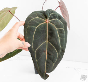 Anthurium Red Velvet Cake '24' x Zara '29' by DocBlock® (wk13-O)