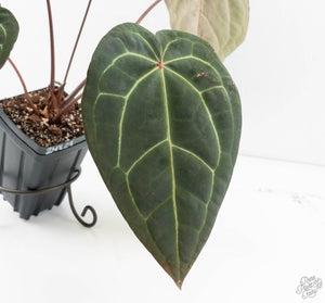 Anthurium Red Velvet Cake '24' x Zara '29' by DocBlock® (wk13-O)