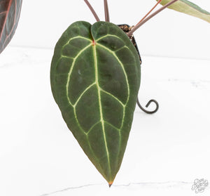 Anthurium Red Velvet Cake '24' x Zara '29' by DocBlock® (wk13-O)