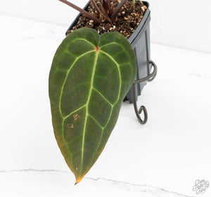 Anthurium Red Velvet Cake '24' x Zara '29' by DocBlock® (wk13-O)