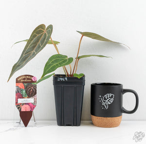 Anthurium Zara '29' x  Dark and Handsome '9' by DocBlock® (wk13-P)