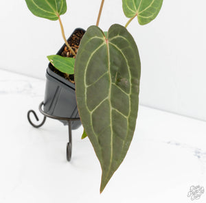 Anthurium Zara '29' x  Dark and Handsome '9' by DocBlock® (wk13-P)