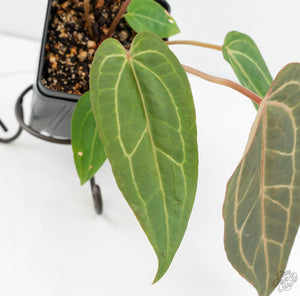 Anthurium Zara '29' x  Dark and Handsome '9' by DocBlock® (wk13-P)