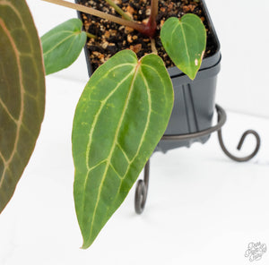 Anthurium Zara '29' x  Dark and Handsome '9' by DocBlock® (wk13-P)