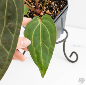 Anthurium Zara '29' x  Dark and Handsome '9' by DocBlock® (wk13-P)