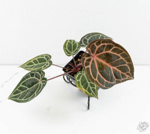 Anthurium Zara '31' x Zara '14' by DocBlock® (wk13-A)