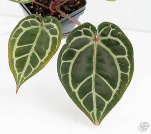 Anthurium Zara '31' x Zara '14' by DocBlock® (wk13-A)