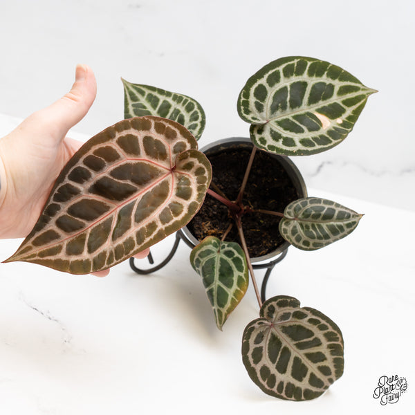 Anthurium Zara '31' x Tortoise Shell Grey '36' by DocBlock® (wk51-AA)