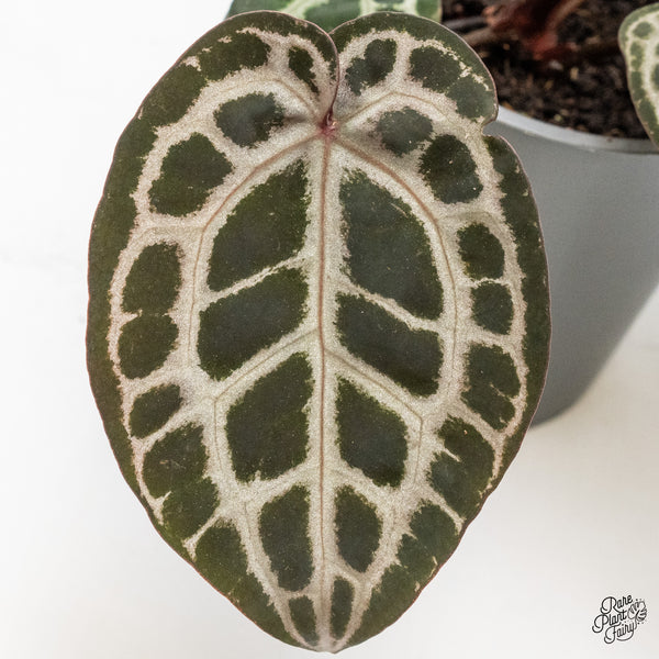 Anthurium Zara '31' x Tortoise Shell Grey '36' by DocBlock® (wk51-AA)
