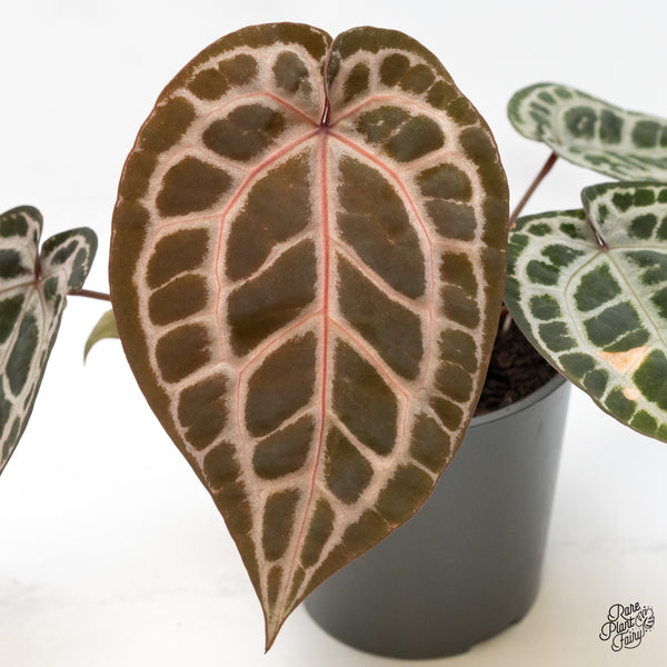 Anthurium Zara '31' x Tortoise Shell Grey '36' by DocBlock® (wk51-AA)