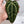 Anthurium Home, Sweet Home '32' x Red Velvet Cake '24' by DocBlock® (wk35-Q)