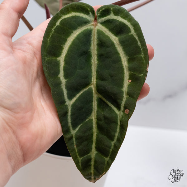 Anthurium Home, Sweet Home '32' x Red Velvet Cake '24' by DocBlock® (wk35-Q)