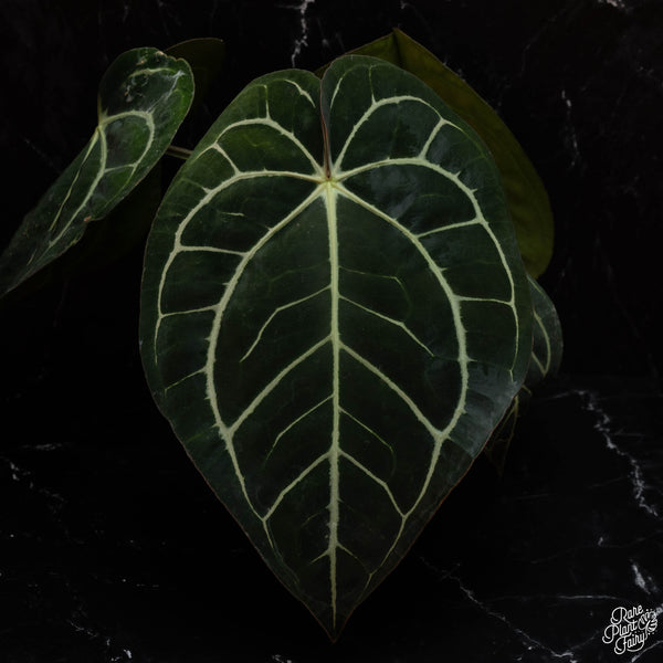 Anthurium Ree Gardens portilloi x carlablackiae *Grower's choice*
