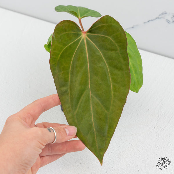 Anthurium Carlablackiae x Kunayalense (wk49-R)