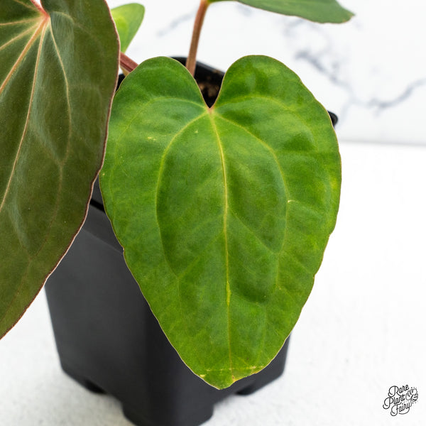 Anthurium Carlablackiae x Kunayalense (wk49-R)