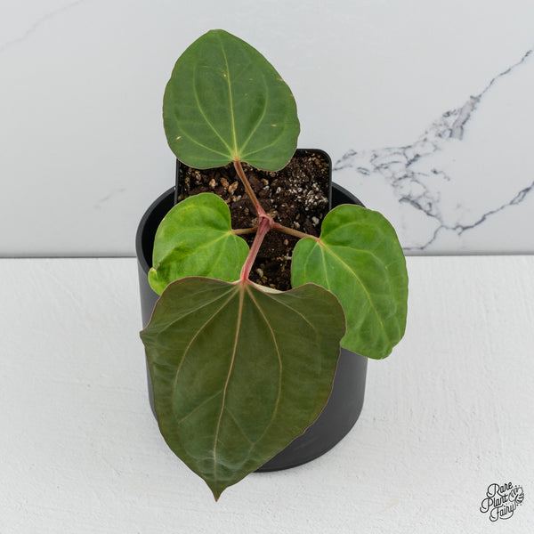 Anthurium Carlablackiae x Kunayalense (wk49-R)