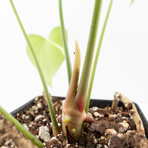 Anthurium clarinervium x pedatoradiatum (wk21-N)