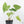 Anthurium clarinervium x pedatoradiatum (wk21-N)