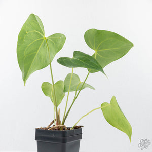 Anthurium clarinervium x pedatoradiatum (wk21-N)