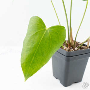 Anthurium clarinervium x pedatoradiatum (wk21-N)