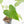 Anthurium clarinervium x pedatoradiatum (wk21-N)