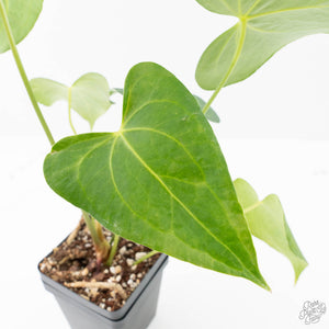 Anthurium clarinervium x pedatoradiatum (wk21-N)