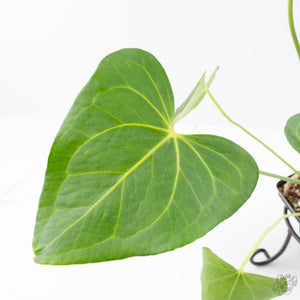Anthurium clarinervium x pedatoradiatum (wk21-N)