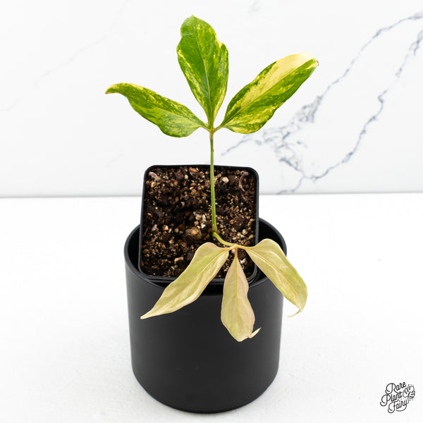 Anthurium Clavigerum Variegated (wk47-O)