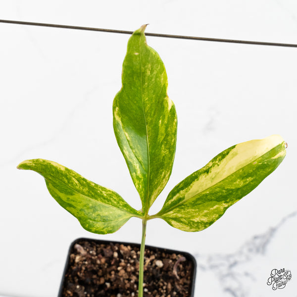 Anthurium Clavigerum Variegated (wk47-O)