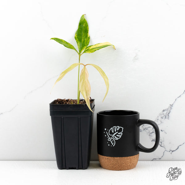 Anthurium Clavigerum Variegated (wk47-O)