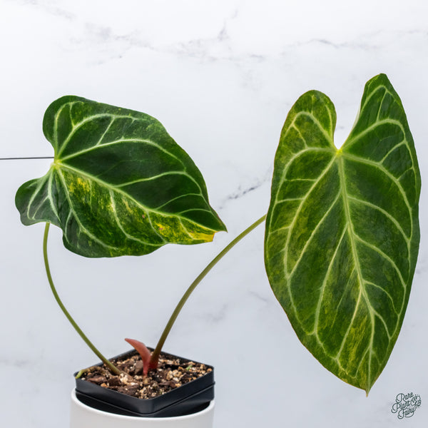 Anthurium Crystallinum Variegated (wk34-J)