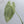 Anthurium Crystallinum Variegated (wk34-J)