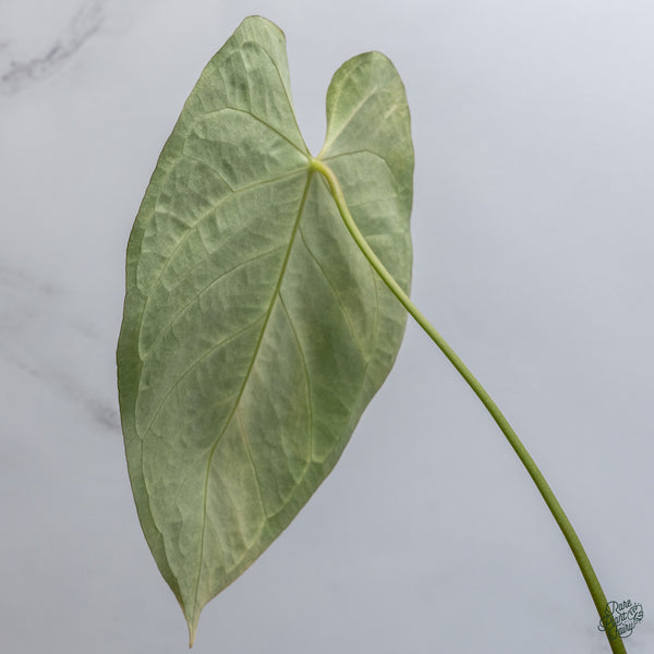 Anthurium Crystallinum Variegated (wk34-J)