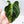 Anthurium Crystallinum Variegated (wk34-J)