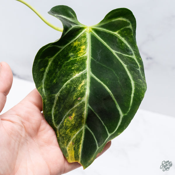 Anthurium Crystallinum Variegated (wk34-J)