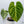 Anthurium Crystallinum Variegated (wk34-J)