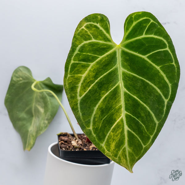 Anthurium Crystallinum Variegated (wk34-J)