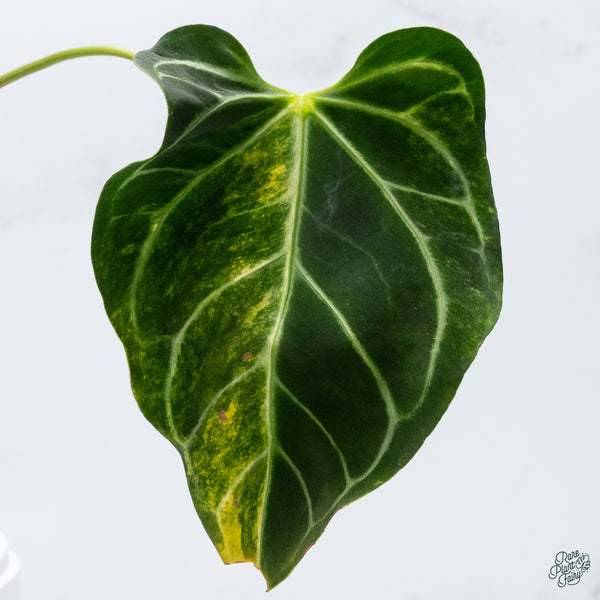 Anthurium Crystallinum Variegated (wk34-J)