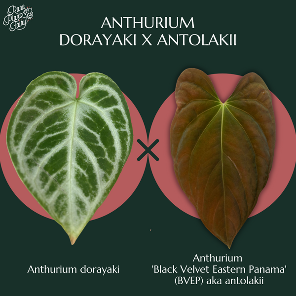 Anthurium dorayaki x antolakii (previously BVEP) *Grower's Choice*