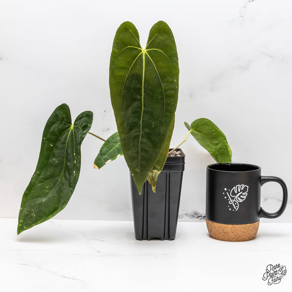 Anthurium 'Papillilaminum' ('Long x Long Bullet') (wk45-D)