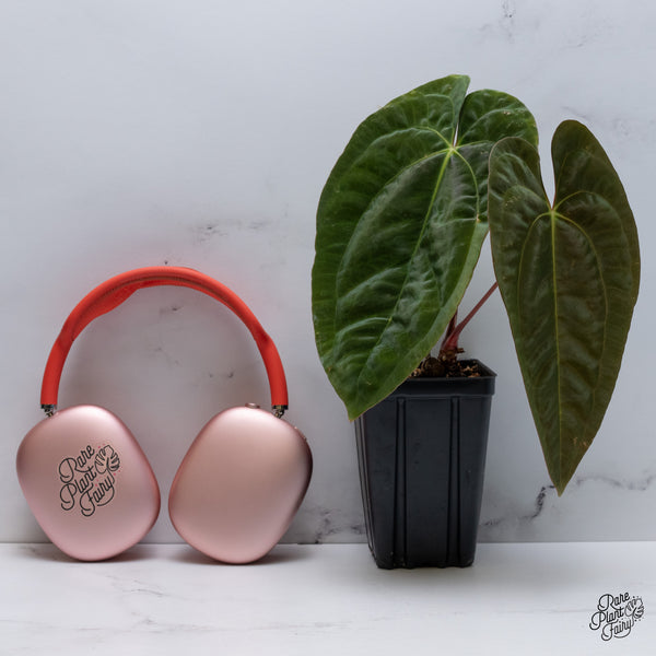 Anthurium Papillilaminum (Long x Long Bullet) (wk36-A)