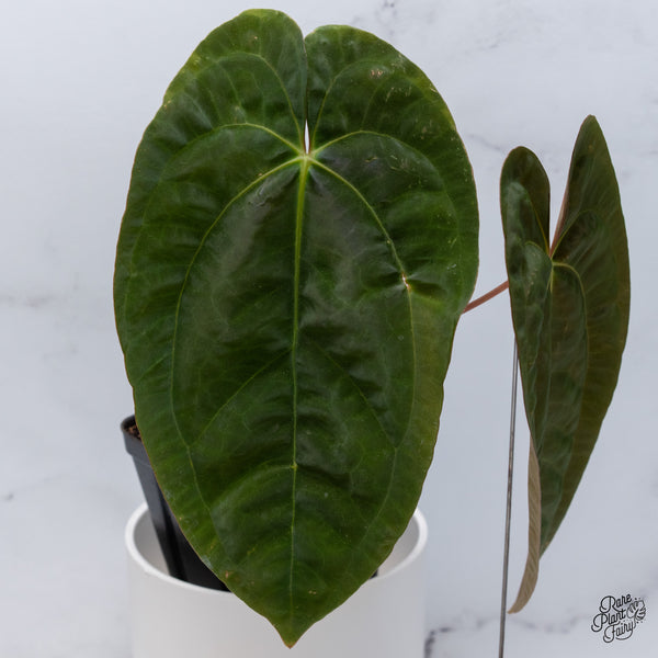 Anthurium Papillilaminum (Long x Long Bullet) (wk36-A)