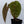 Anthurium Papillilaminum (Long x Long Bullet) (wk36-A)