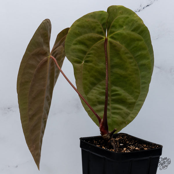 Anthurium Papillilaminum (Long x Long Bullet) (wk36-A)