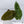 Anthurium Papillilaminum (Long x Long Bullet) (wk36-A)