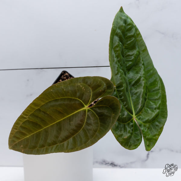 Anthurium Papillilaminum (Long x Long Bullet) (wk36-A)