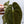 Anthurium Papillilaminum (Long x Long Bullet) (wk36-A)