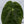 Anthurium Papillilaminum (Long x Long Bullet) (wk36-A)